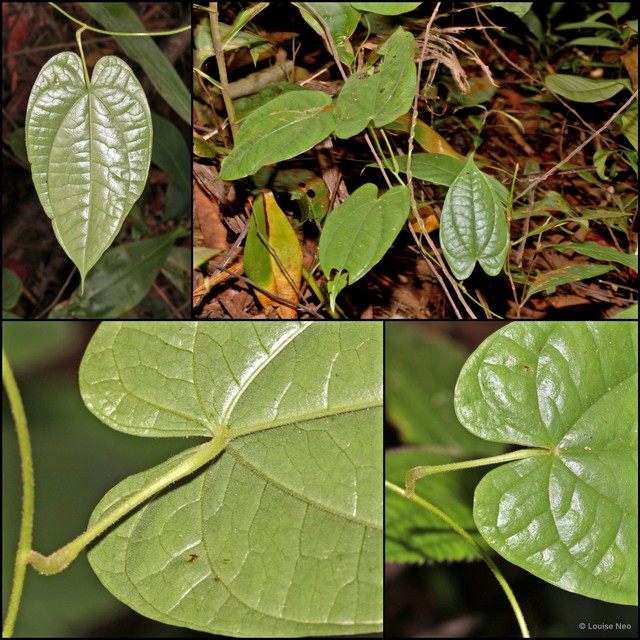 Dioscorea polyclades • © Louise Neo • All Rights Reserved