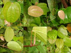 Dioscorea prainiana R.Knuth