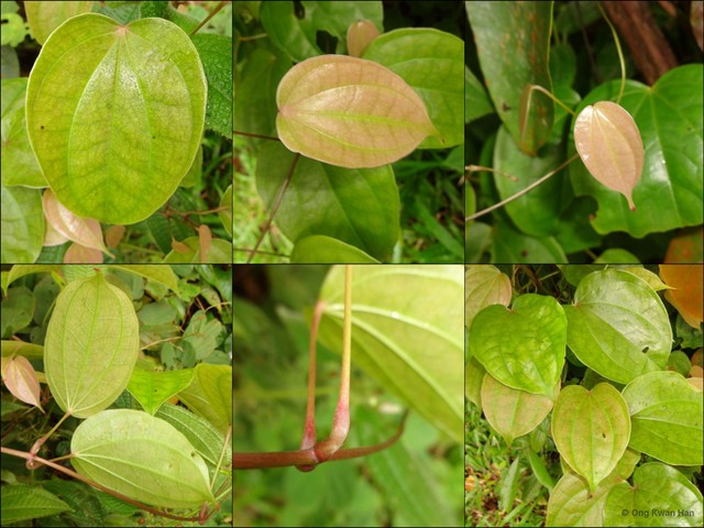 Dioscorea prainiana • © Ong Kwan Han • All Rights Reserved