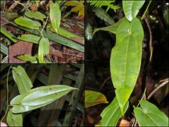 Dioscorea pyrifolia