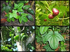 Dioscorea sansibarensis Pax