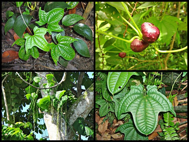 Dioscorea sansibarensis • © Ong Kwan Han • All Rights Reserved