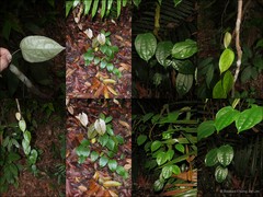 Dioscorea orbiculata var. tenuifolia