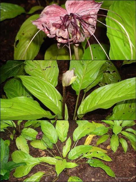 Tacca chantrieri • © Ong Kwan Han • All Rights Reserved
