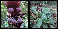 Tacca integrifolia Ker Gawl.