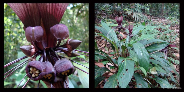 Tacca integrifolia • © Yeoh Yi Shuen • All Rights Reserved