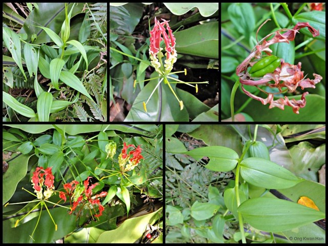 Gloriosa superba • © Ong Kwan Han • All Rights Reserved