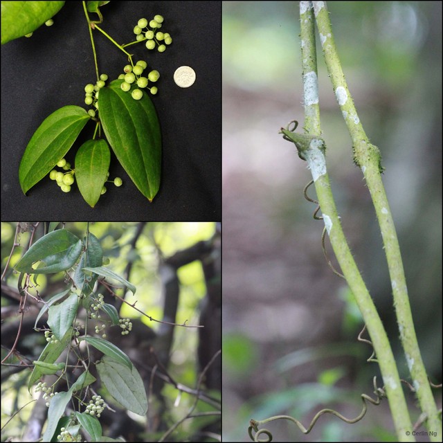 Smilax calophylla • © Cerlin Ng • All Rights Reserved
