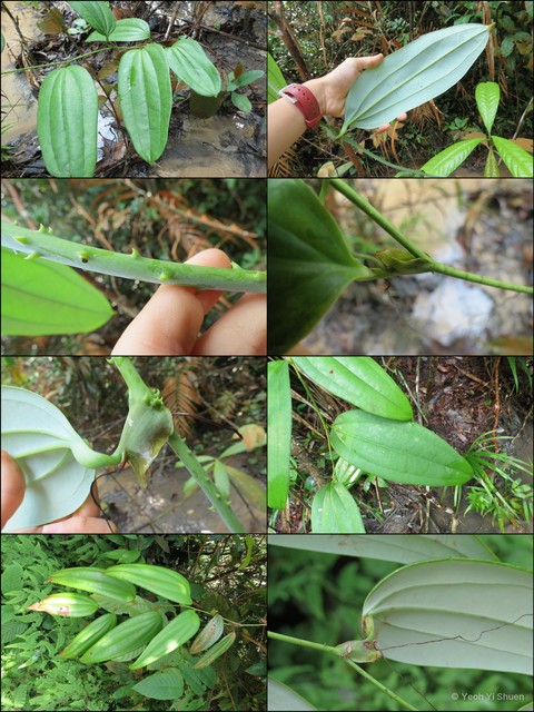 Smilax leucophylla • © Yeoh Yi Shuen • All Rights Reserved