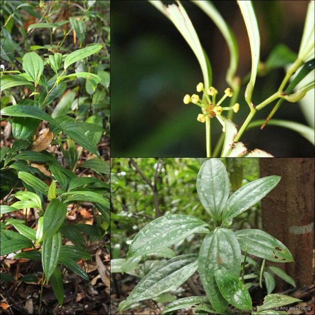 Smilax megacarpa • © Ang Wee Foong • All Rights Reserved
