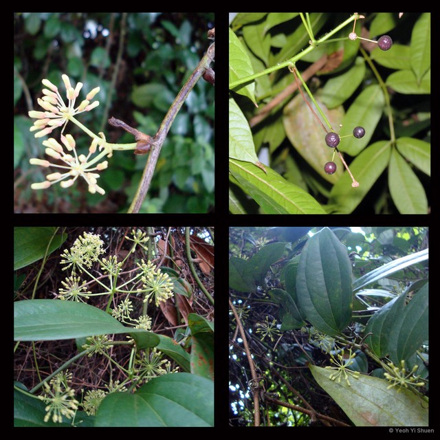 Smilax setosa • © Yeoh Yi Shuen • All Rights Reserved