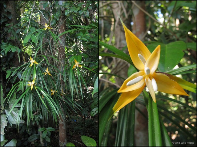Freycinetia angustifolia • © Ang Wee Foong • All Rights Reserved