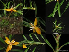 Freycinetia confusa Ridl.