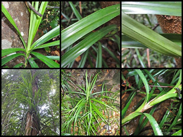 Freycinetia sumatrana var. sumatrana • © Ong Kwan Han • All Rights Reserved