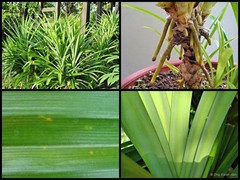 Pandanus amaryllifolius