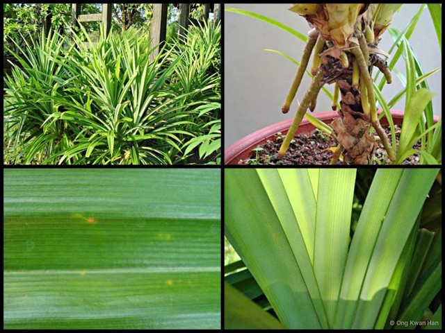 Pandanus amaryllifolius • © Ong Kwan Han • All Rights Reserved