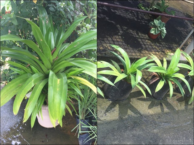 Pandanus dubius var. dubius • © Ang Wee Foong • All Rights Reserved