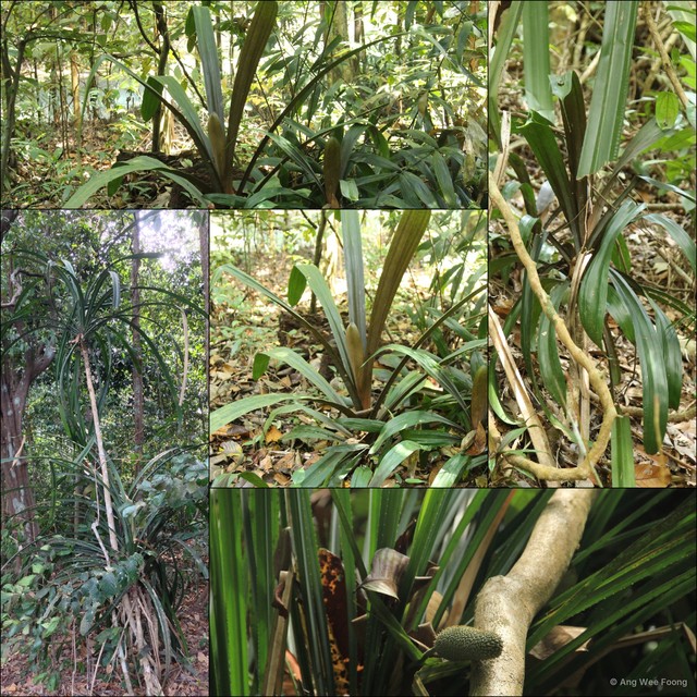 Pandanus houlletii • © Ang Wee Foong • All Rights Reserved