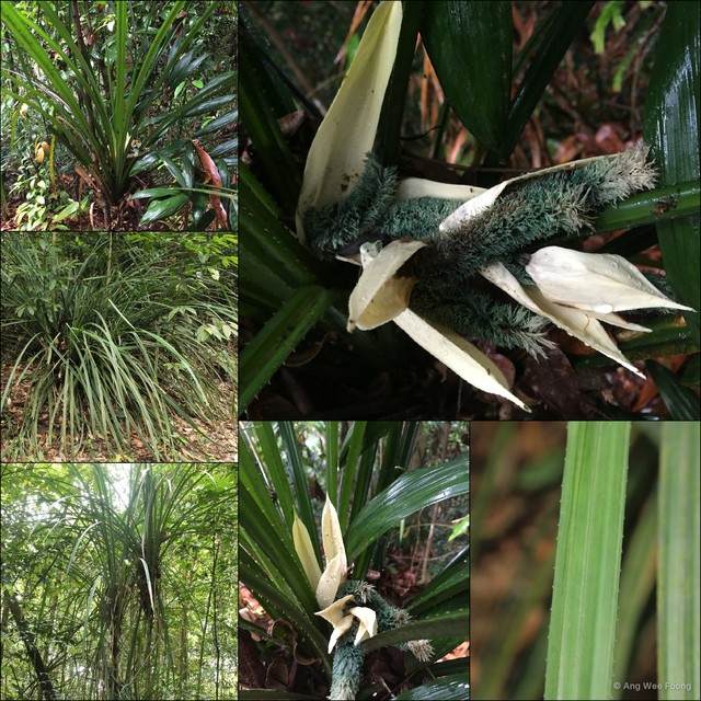 Pandanus monotheca • © Ang Wee Foong • All Rights Reserved