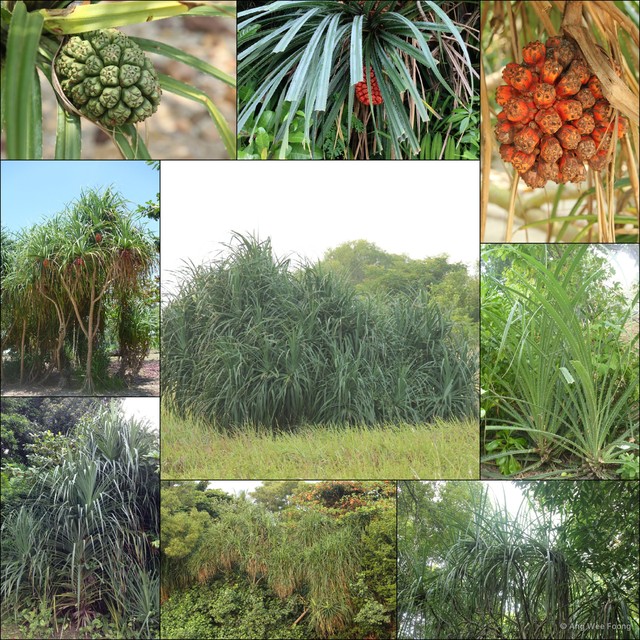Pandanus odorifer • © Ang Wee Foong • All Rights Reserved