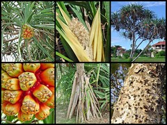 Pandanus tectorius