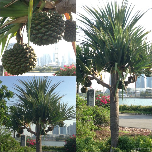 Pandanus utilis • © Ang Wee Foong • All Rights Reserved