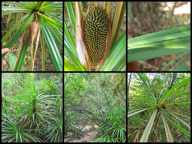 Pandanus yvanii • © Yeoh Yi Shuen • All Rights Reserved