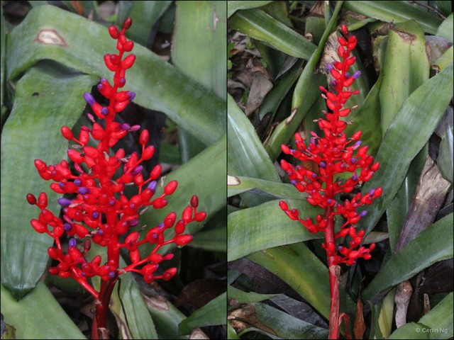 Aechmea (Lamprococcus) fulgens • © Cerlin Ng • All Rights Reserved