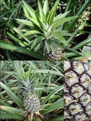 Ananas comosus • © Ong Kwan Han • All Rights Reserved