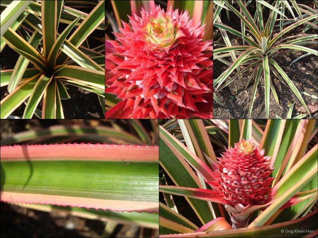 Ananas comosus var. striatus • © Ong Kwan Han • All Rights Reserved