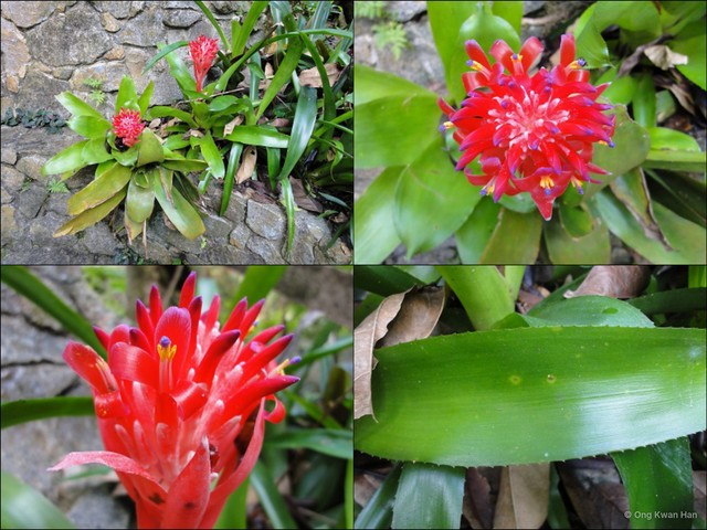 Billbergia pyramidalis • © Ong Kwan Han • All Rights Reserved