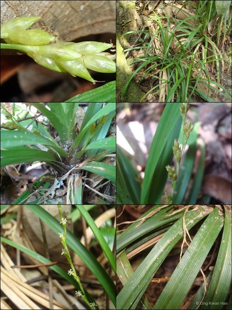 Carex (Carex) cryptostachys • © Ong Kwan Han • All Rights Reserved