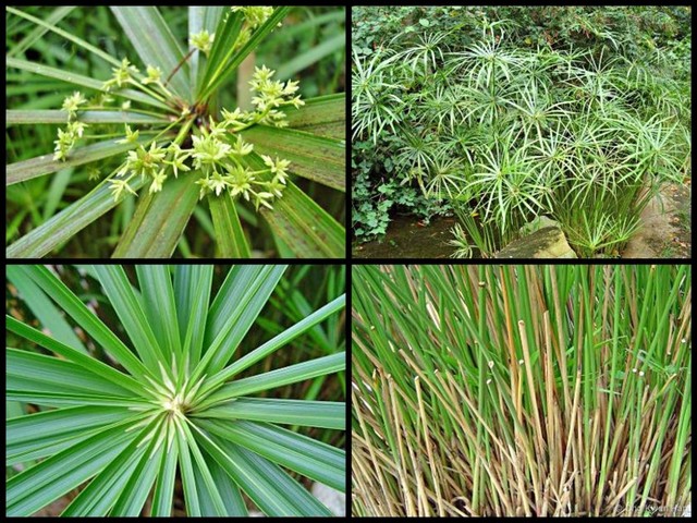Cyperus alternifolius • © Ong Kwan Han • All Rights Reserved