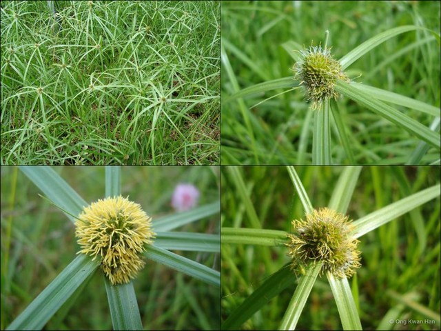 Cyperus aromaticus • © Ong Kwan Han • All Rights Reserved