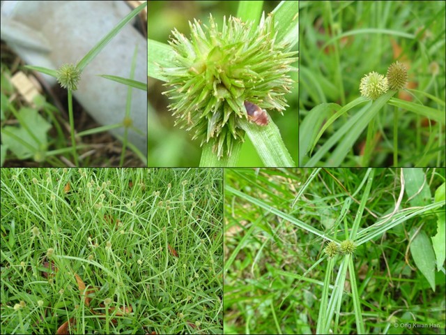Cyperus brevifolius • © Ong Kwan Han • All Rights Reserved