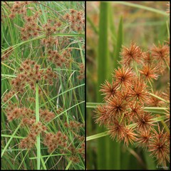 Cyperus compactus Retz.