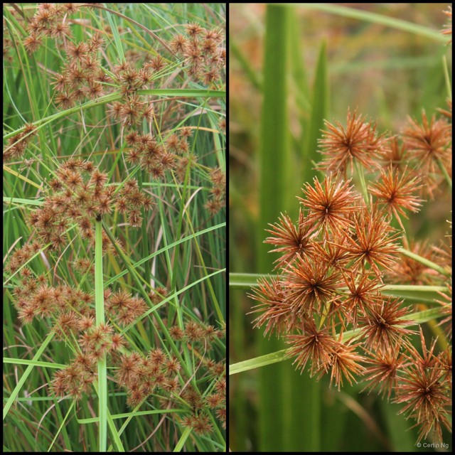 Cyperus compactus • © Cerlin Ng • All Rights Reserved