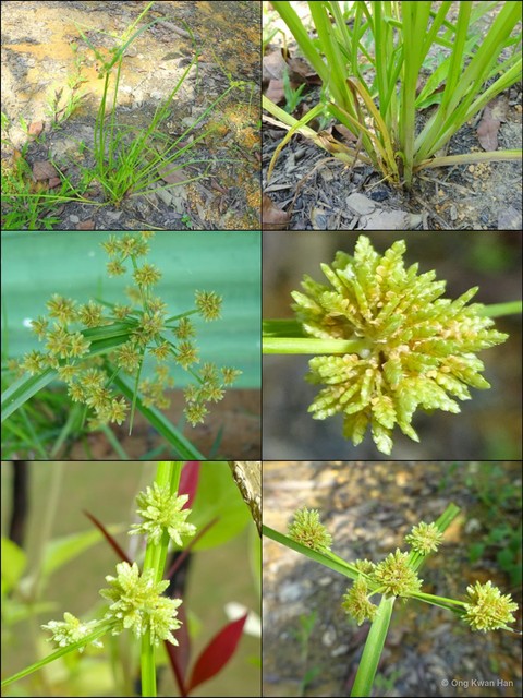 Cyperus difformis • © Ong Kwan Han • All Rights Reserved