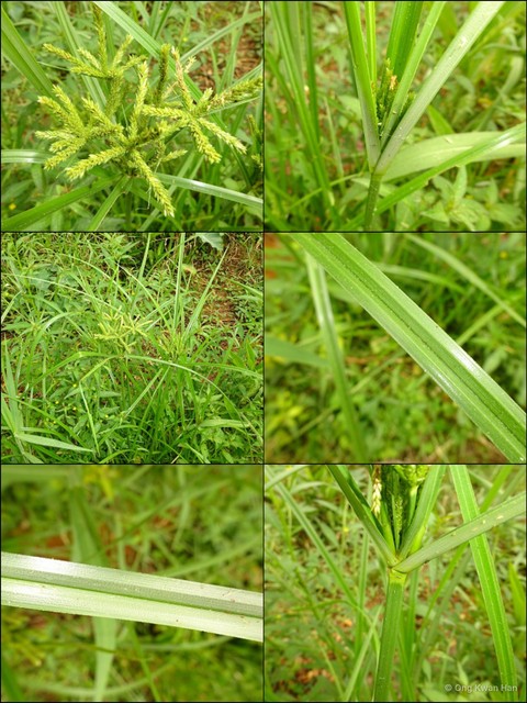 Cyperus imbricatus • © Ong Kwan Han • All Rights Reserved