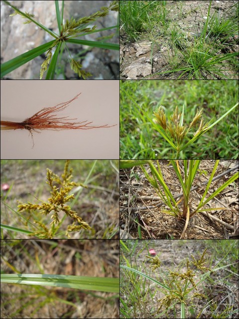 Cyperus iria • © Ong Kwan Han • All Rights Reserved
