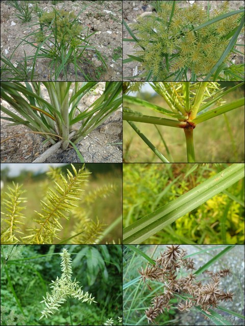 Cyperus javanicus • © Ong Kwan Han • All Rights Reserved