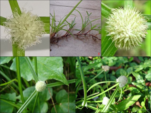 Cyperus mindorensis • © Ong Kwan Han • All Rights Reserved