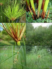 Cyperus papyrus L.