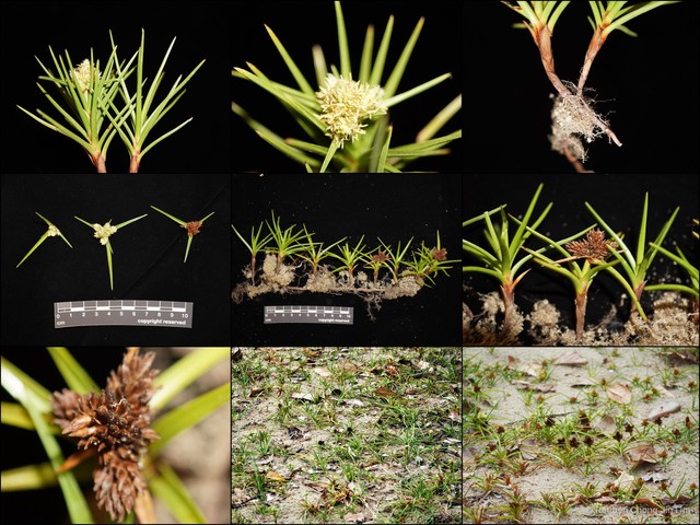 Cyperus pedunculatus • © Reuben Chong Jin Lim • All Rights Reserved