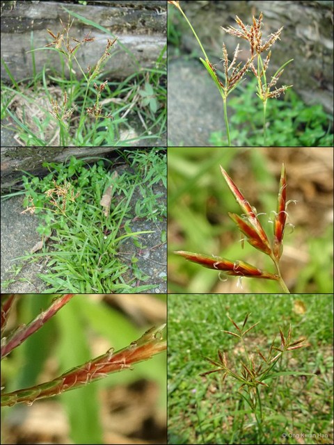 Cyperus rotundus • © Ong Kwan Han • All Rights Reserved