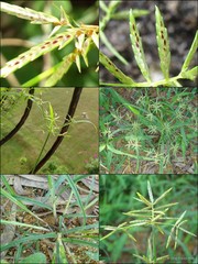Cyperus sphacelatus Rottb.