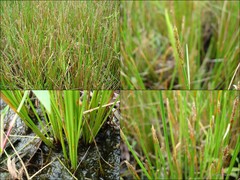 Eleocharis ochrostachys Steud.