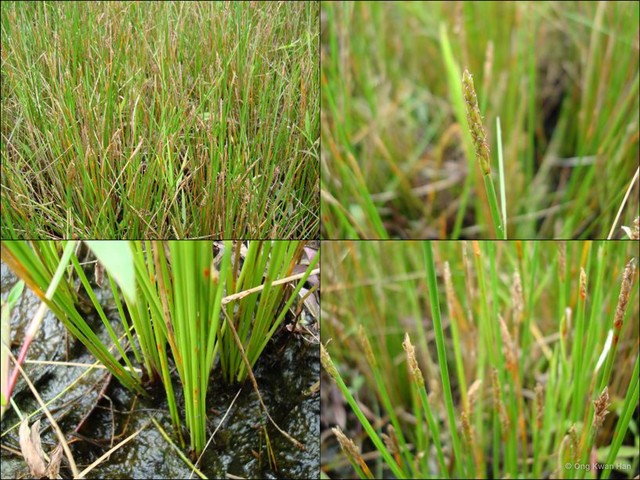 Eleocharis ochrostachys • © Ong Kwan Han • All Rights Reserved