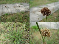 Fimbristylis cymosa R.Br.