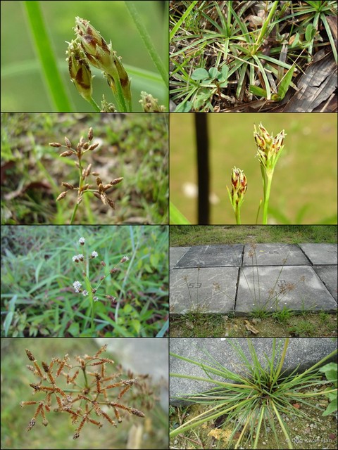 Fimbristylis dichotoma • © Ong Kwan Han • All Rights Reserved